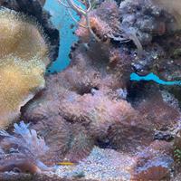 Rhodactis indosinensis