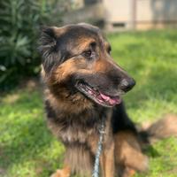 Meticcio incrociato con pastore tedesco