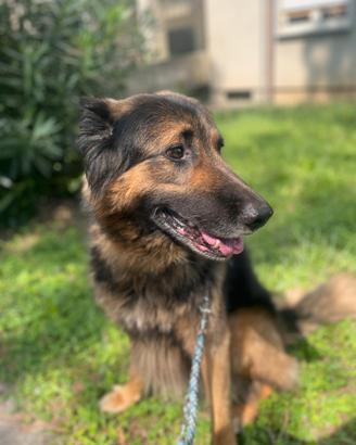 Meticcio incrociato con pastore tedesco