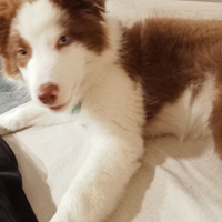 Border collie maschio bianco e Red