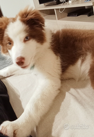 Border collie maschio bianco e Red