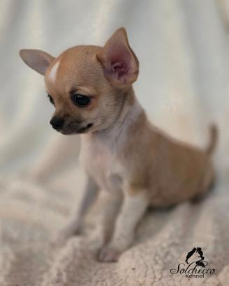 Cucciolo di chihuahua con pedigree