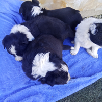 Border collie