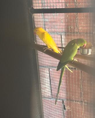 Parrochetti dal collare