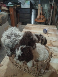 Lagotto romagnolo ( padre con pedigree)