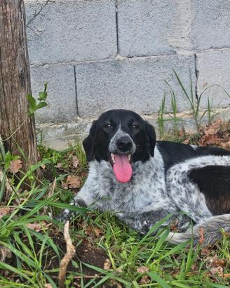 Agnese dolce cagnolina