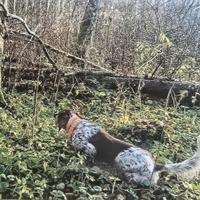 Setter inglese