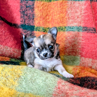 Splendide cucciole chihuahua, allevamento enci