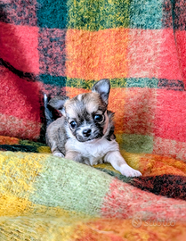 Splendide cucciole chihuahua, allevamento enci