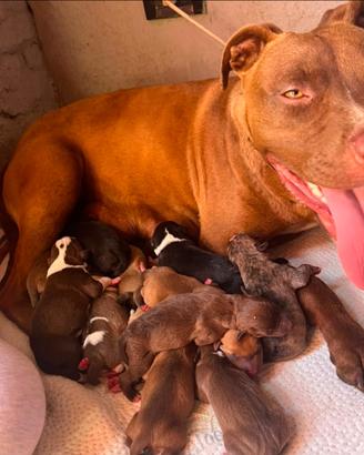 Cuccioli pitbull