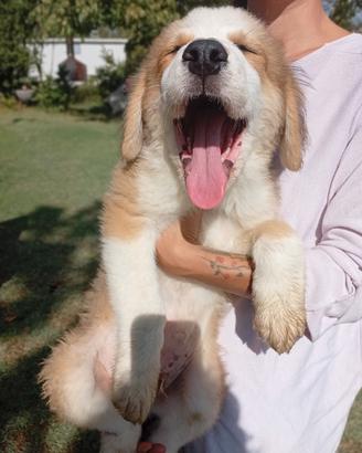 Cucciolo bovaro bernese/Caucaso