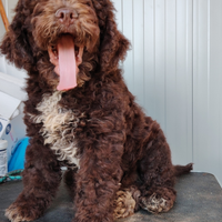 Cuccioli Lagotto Romagnolo con pedigree