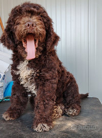 Cuccioli Lagotto Romagnolo con pedigree