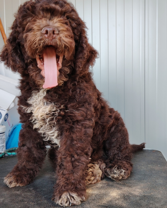 Cuccioli Lagotto Romagnolo con pedigree