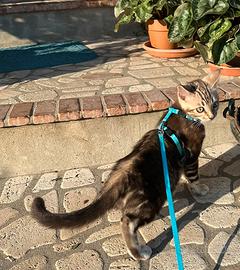 Cucciolo di Bengala pura razza