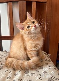 Gatta Siberiana Red 