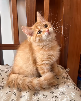 Gatta Siberiana Red 