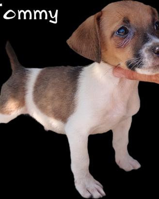 Jack russell disponibile