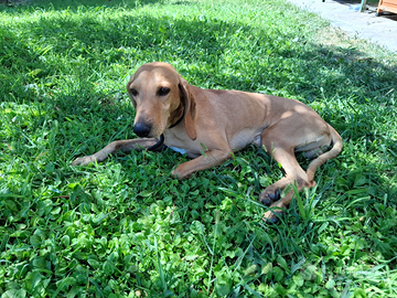 Cane segugio di 5 anni