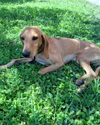 Cane segugio di 5 anni