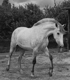 Cavalla Pura Razza Spagnola