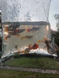Guppy mix