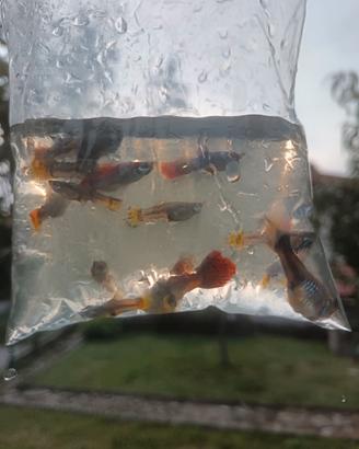 Guppy mix