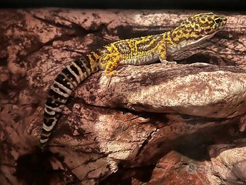 Geco leopardino