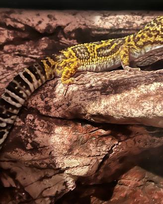 Geco leopardino maschio