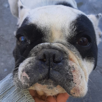 Bulldog Francese
