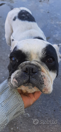 Bulldog Francese