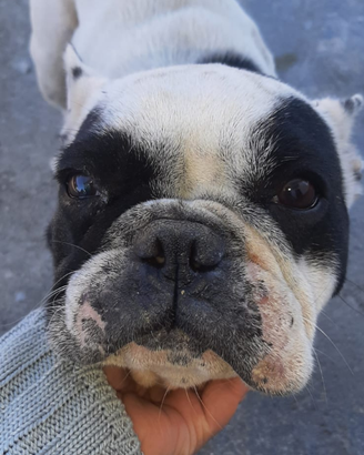 Bulldog Francese