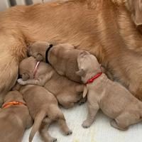 Cuccioli di Golden pronti a Natale