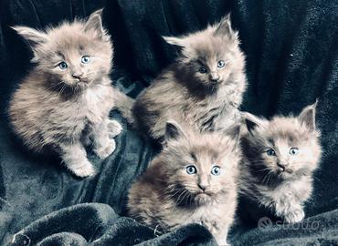 Gatti, cuccioli maine coon blue