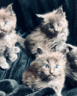 Gatti, cuccioli maine coon blue