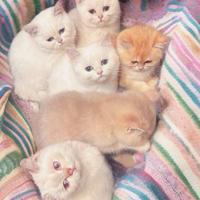 Cuccioli di Scottish F / S - British S/ L