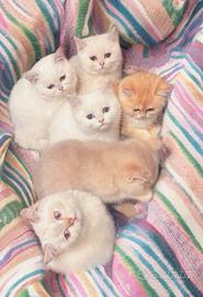 Cuccioli di Scottish F / S - British S/ L