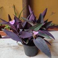 10 talee di tradescatia pallida