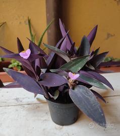 10 talee di tradescatia pallida
