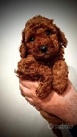 Barboncino Toy Red 1950