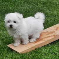 Cuccioli di maltese