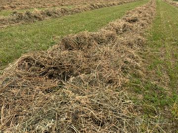 Foraggio di Trifoglio Biologico