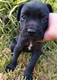 Cucciola di Cane Corso