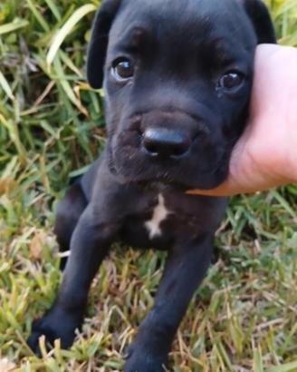 Cucciola di Cane Corso
