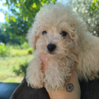 Cuccioli di barboncino Toy