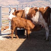 Vacca pezzata rossa con vitella
