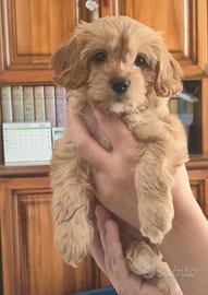 Cuccioli Cavapoo F1