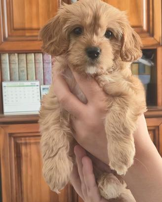 Cuccioli Cavapoo F1