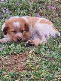 Cuccioli Breton