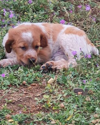 Cuccioli Breton
